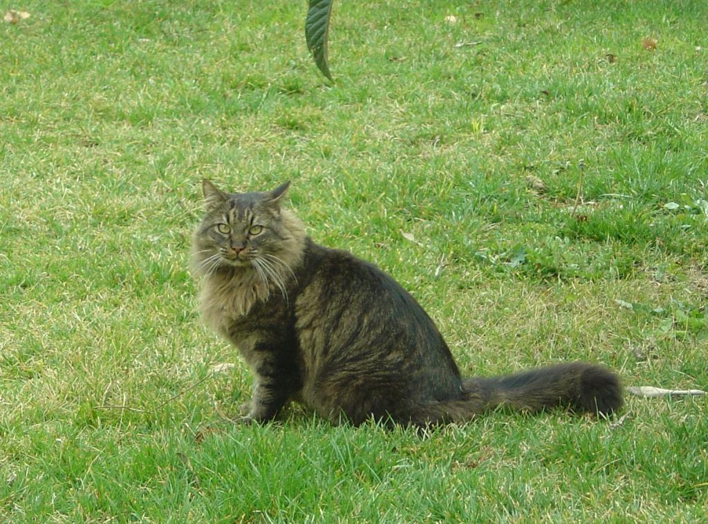 Image: leo-019-347466.jpg