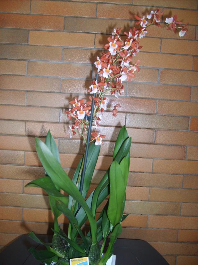 Image: image-nouvelles-orchidees-001-31ef19.jpg