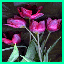 http://img29.xooimage.com/files/2/c/b/schaltinienne-bd1d23.gif