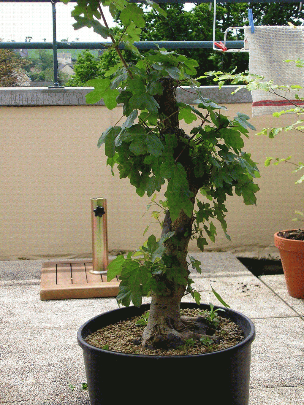 Image: p10100731-32e6e5.gif