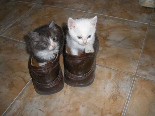 image-chatons-chaussures-fanfan