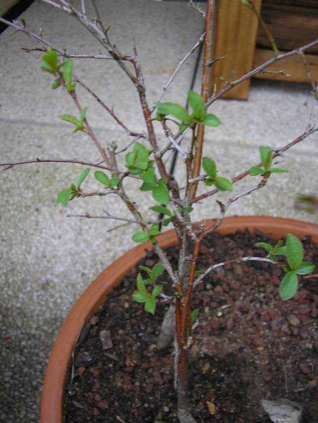 Image: p1010003-30c61b.jpg