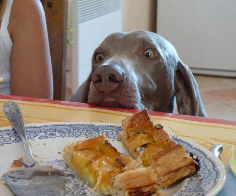 FORUM PARTIR EN VACANCES OU EN BALADE AVEC SON CHIEN