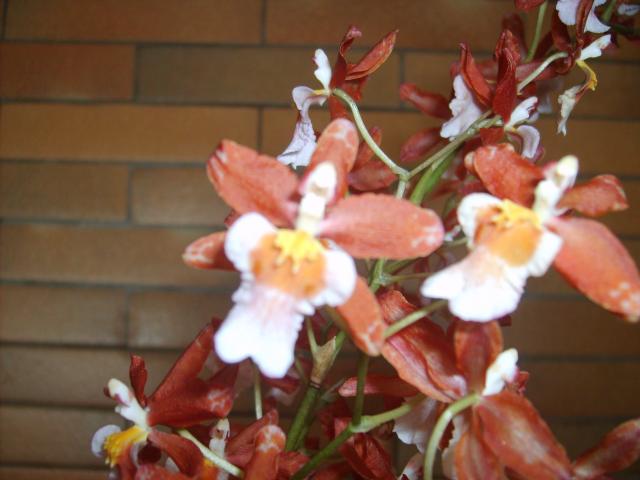Image: image-nouvelles-orchidees-002-31ef49.jpg