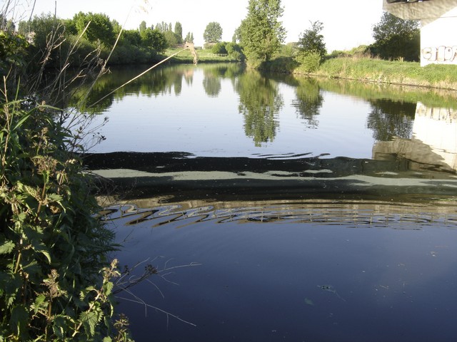 Première au "plat" Dsc01745-327d63