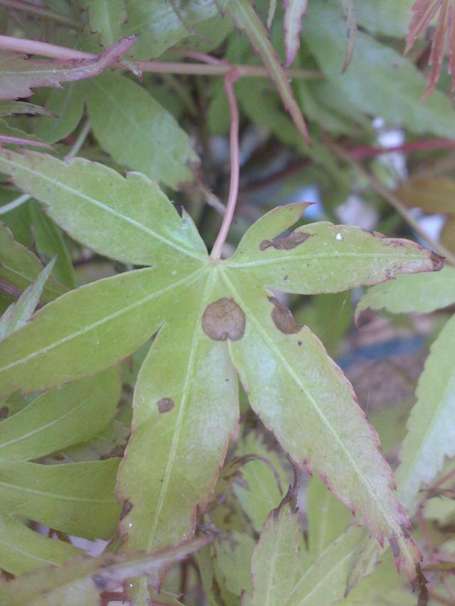 Image: taches-katsura-340382.jpg