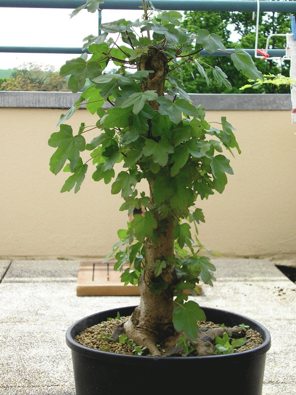 Image: p10100741-32e6fb.gif