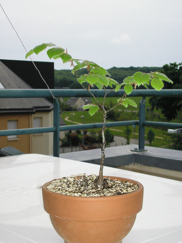 Image: p10100681-32ead3.gif