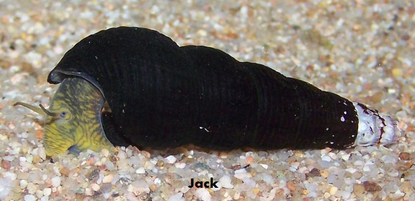 Tylomelania patriarchalis Ouii-120875d