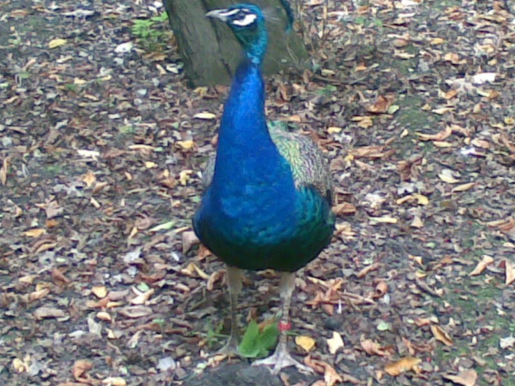 Image: 23092007-004--326092.jpg