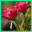 http://img29.xooimage.com/files/e/4/2/ballade-bd1cdd.gif