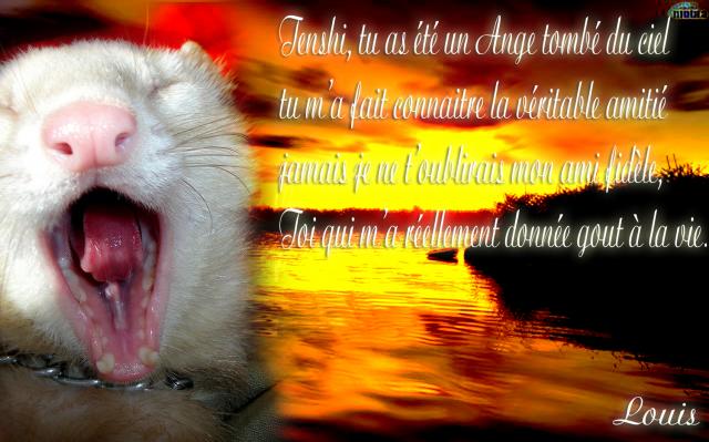 Tenshi Furet-1043-copie-182172c