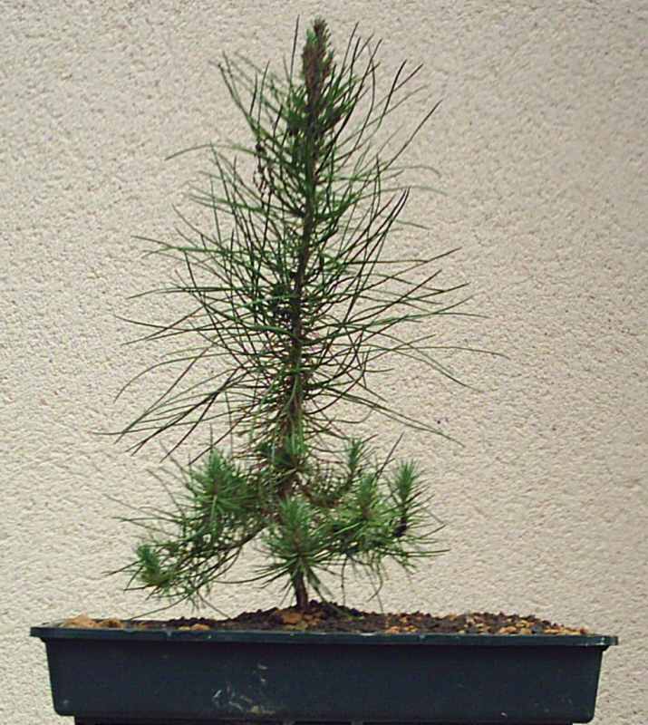 Image: pinus-pinaster-010-344223.jpg