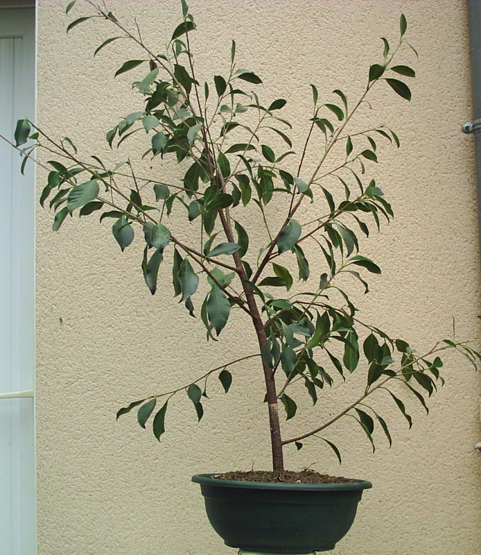 Image: bouture-de-ficus-1-012-337406.jpg